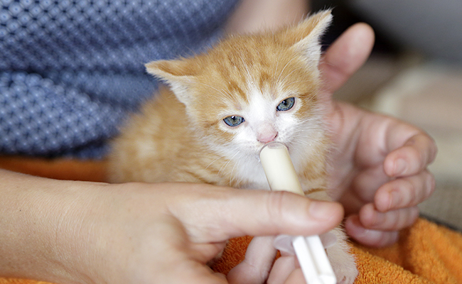 Nourrir un chaton : 10 erreurs à ne pas faire