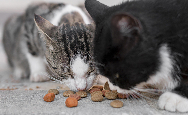 Ai-je le droit de nourrir les chats errants ?