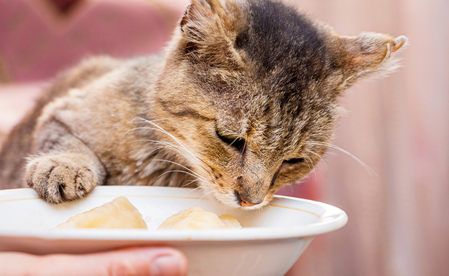 Nourrir un vieux chat : 10 erreurs à ne pas faire