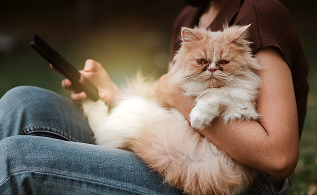 5 objets connectés pour chat