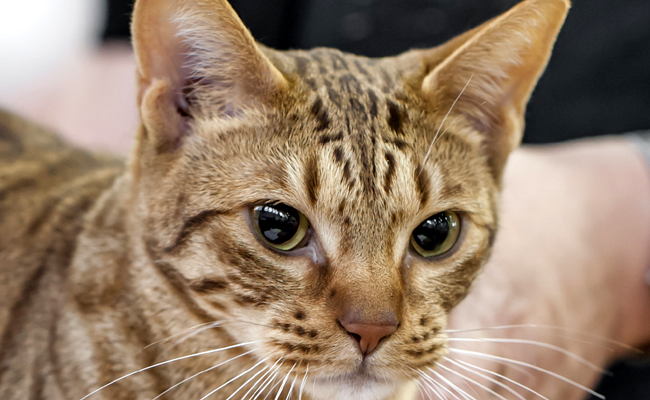 L'Ocicat, chat aux allures de chat sauvage