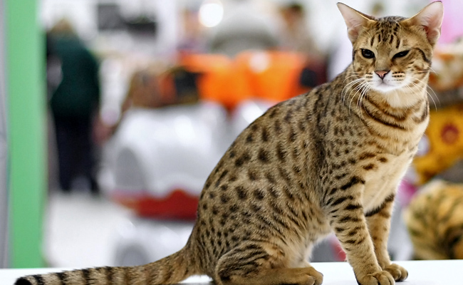 L’Ocicat possède une morphologie de type médioligne