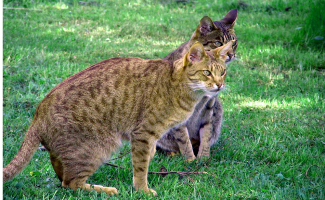 L'Ocicat est un chat d’intérieur