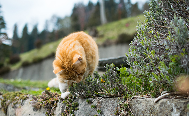 Quelles sont les odeurs que les chats n’aiment pas ou détestent ?