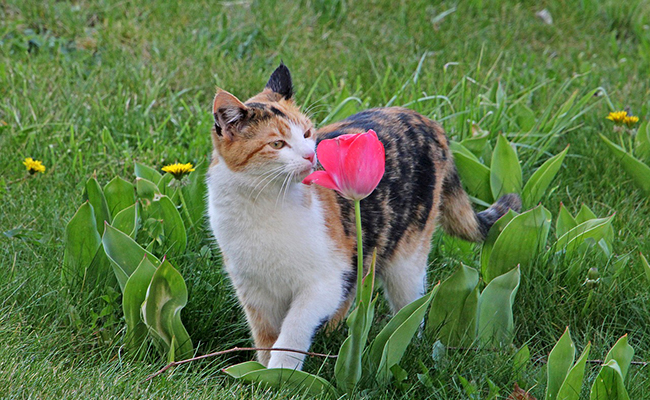 Quelles sont les odeurs préférées des chats ?