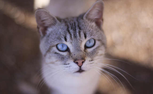 L'Ojos Azules, chat aux yeux bleus originaire du Nouveau-Mexique