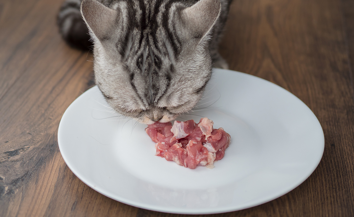 Pourquoi ne faut-il pas donner d'os de poulet à son chat ?