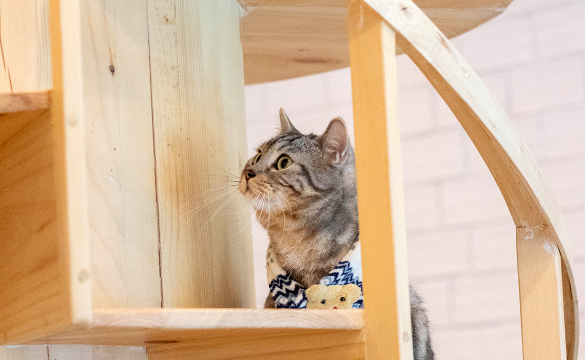 Comment créer un parcours acrobatique pour chat en appartement ?