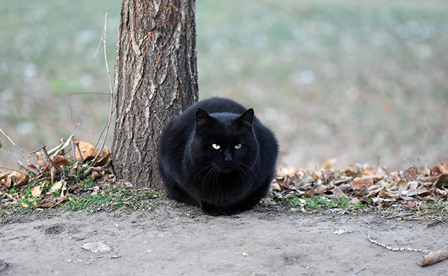 Il n'y a pas un chat : pourquoi cette expression ?