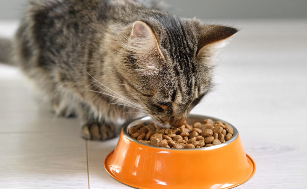 Pourquoi ne faut-il pas déranger un chat qui mange ?