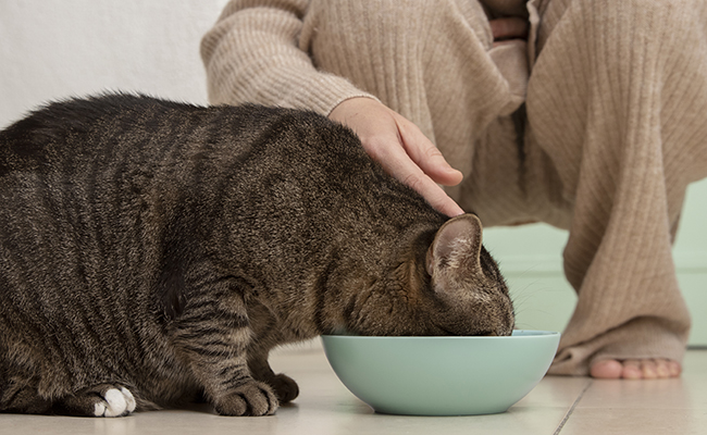 Comment choisir la meilleure pâtée pour chat ?