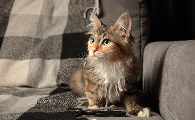 Le pédigrée d'un chat : n'est-ce vraiment qu'un bout de papier ? Spoil : pas du tout !