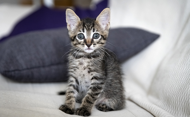 Quelles sont les périodes sensibles dans la vie d'un chat ?