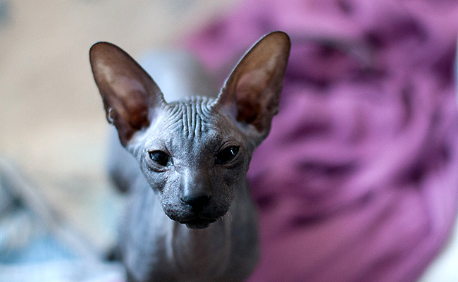 Le Peterbald, une des trois races de chat sans poils