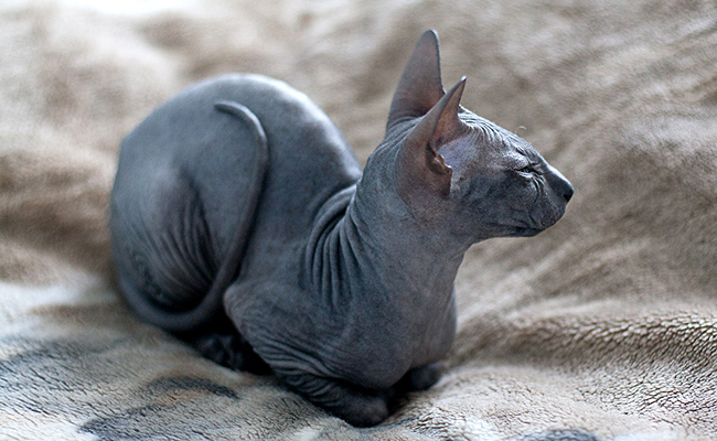 Le Peterbald possède un corps de type Oriental