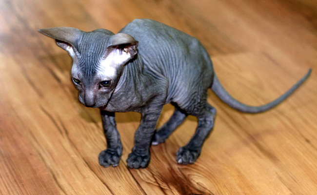 Chaton Peterbald