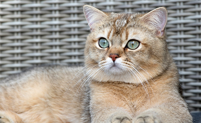 Les phéromones émises par le chat : rôle et effets