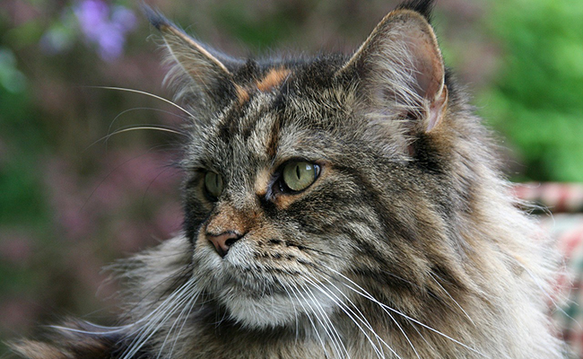 La PKdef chez le chat : causes, symptômes, traitement