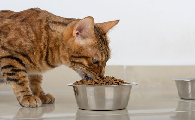 Quel est l'emplacement idéal dans la maison pour les gamelles du chat ?