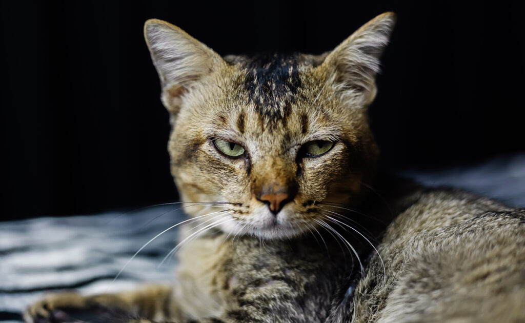 Qui est le chat le plus âgé du monde ?