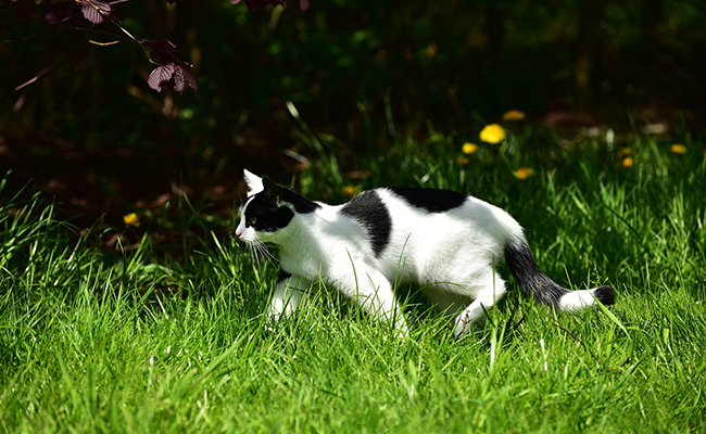 Poche primordiale chez le chat : de quoi s'agit-il ? Quelles sont ses fonctions ?