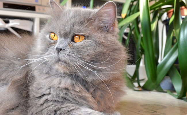 Comment rendre le pelage de son chat beau et brillant ?