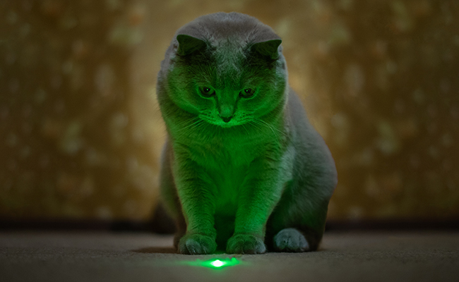 Pointeur laser pour chat : bonne ou mauvaise idée ?