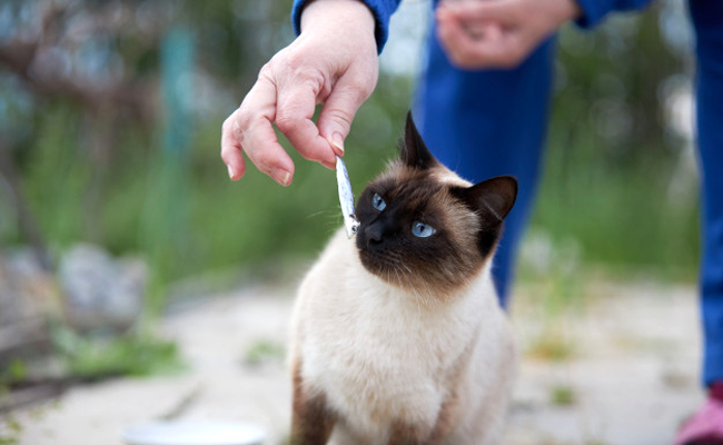 Faut-il donner du poisson à son chat ?