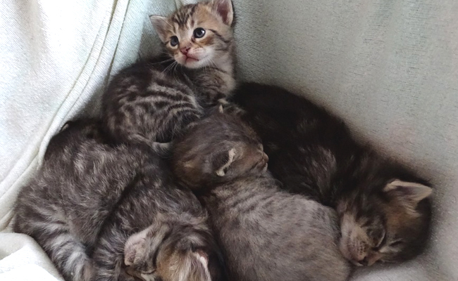 Combien de chatons peut avoir une chatte dans une portée ?