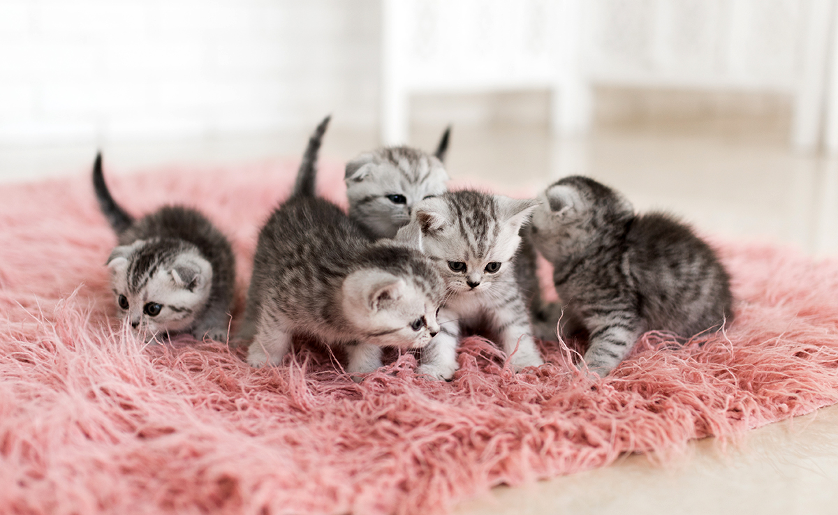 Les chatons sont-ils tous jumeaux dans une portée ?