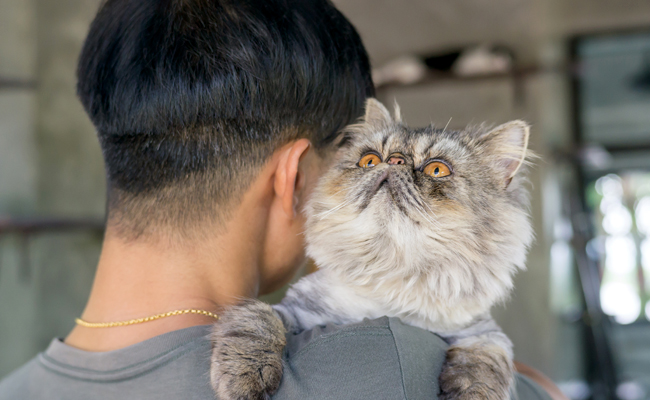 Comment porter un chat ?