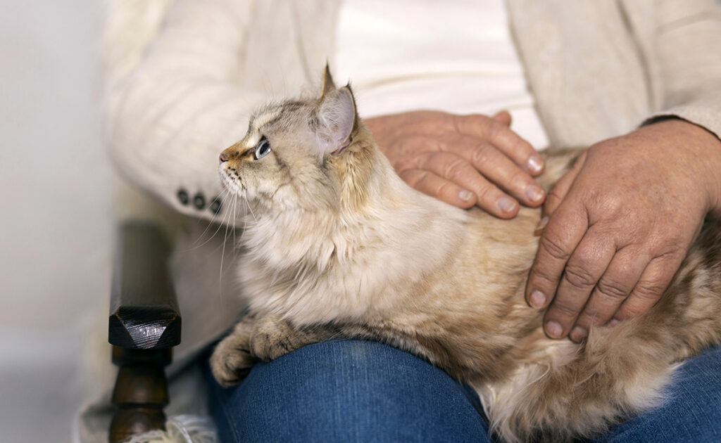 Quels sont les pouvoirs thérapeutiques des chats ?