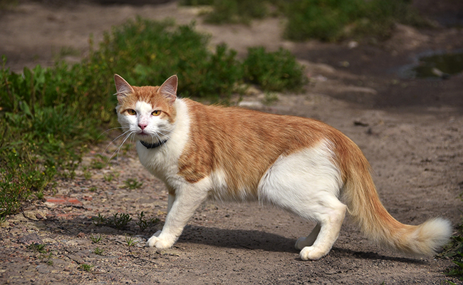 Le chat a-t-il des prédateurs ?