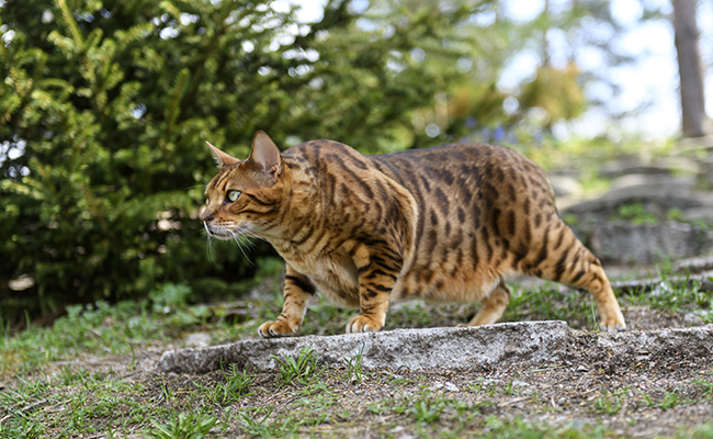 Comment limiter la prédation du chat ?