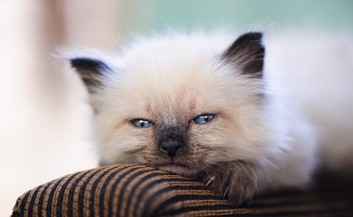 Comment gérer la première nuit de mon chat à la maison ?