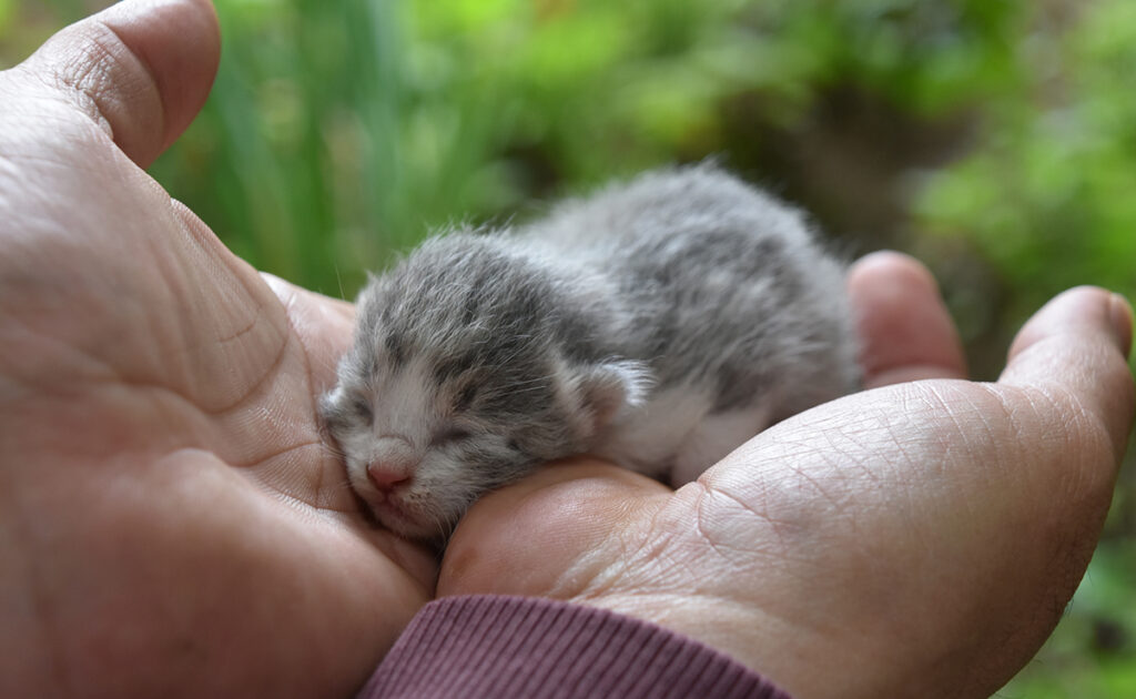 Premiers jours du chaton : que se passe-t-il ?