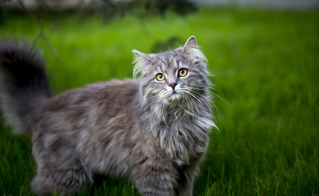 Quel est le prix d'une assurance chat ? Combien ça coûte ?