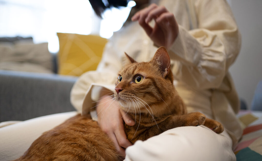 Les produits anti-moustiques sont-ils toxiques pour les chats ?