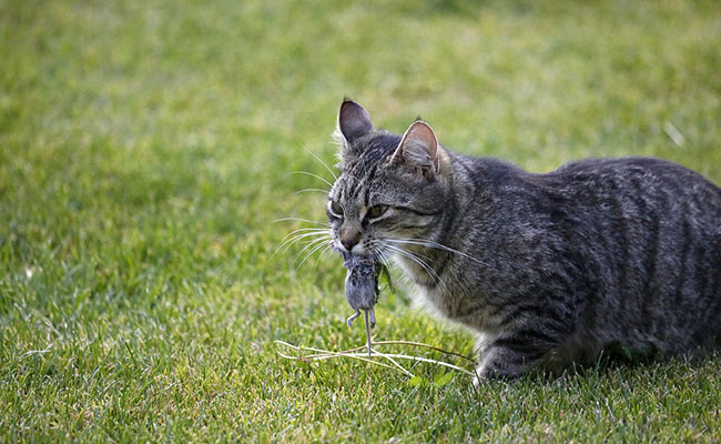 Pourquoi mon chat rapporte-t-il ses proies à la maison ?