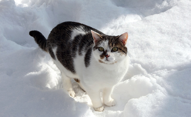 Comment protéger son chat du froid ?