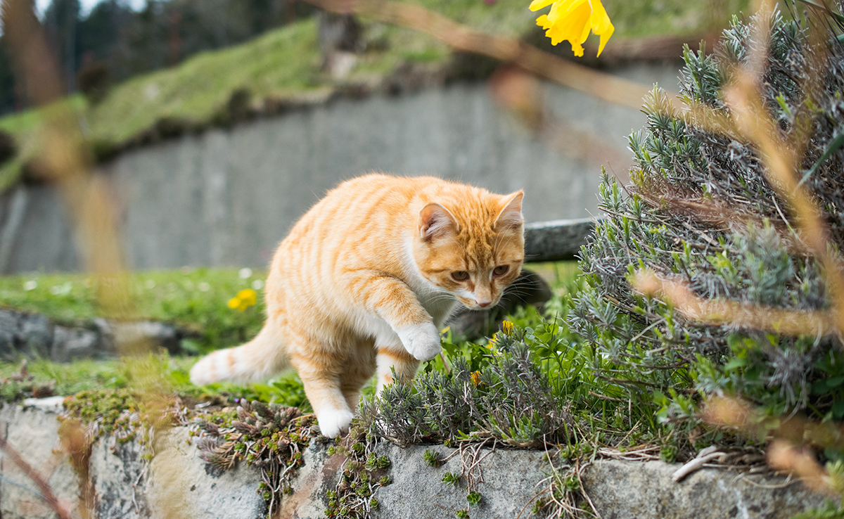 Faire implanter une puce GPS pour son chat, est-ce possible ?