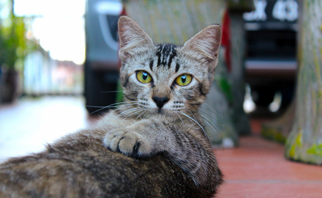 Punir son chat : 4 erreurs à ne pas faire