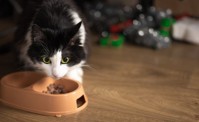 Quelle quantité de croquettes donner à mon chat ?