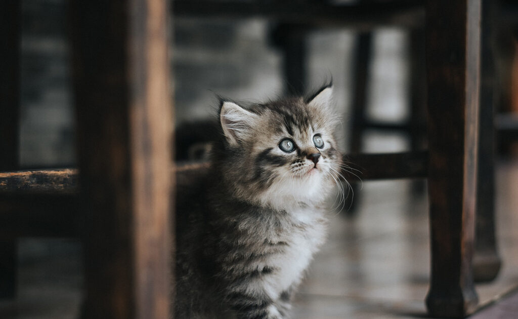 À quel âge doit-on sevrer un chaton ?