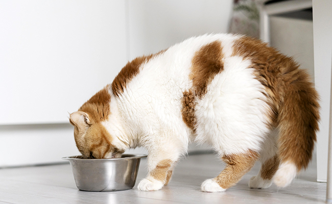 Quelle quantité de pâtée donner à son chat ?