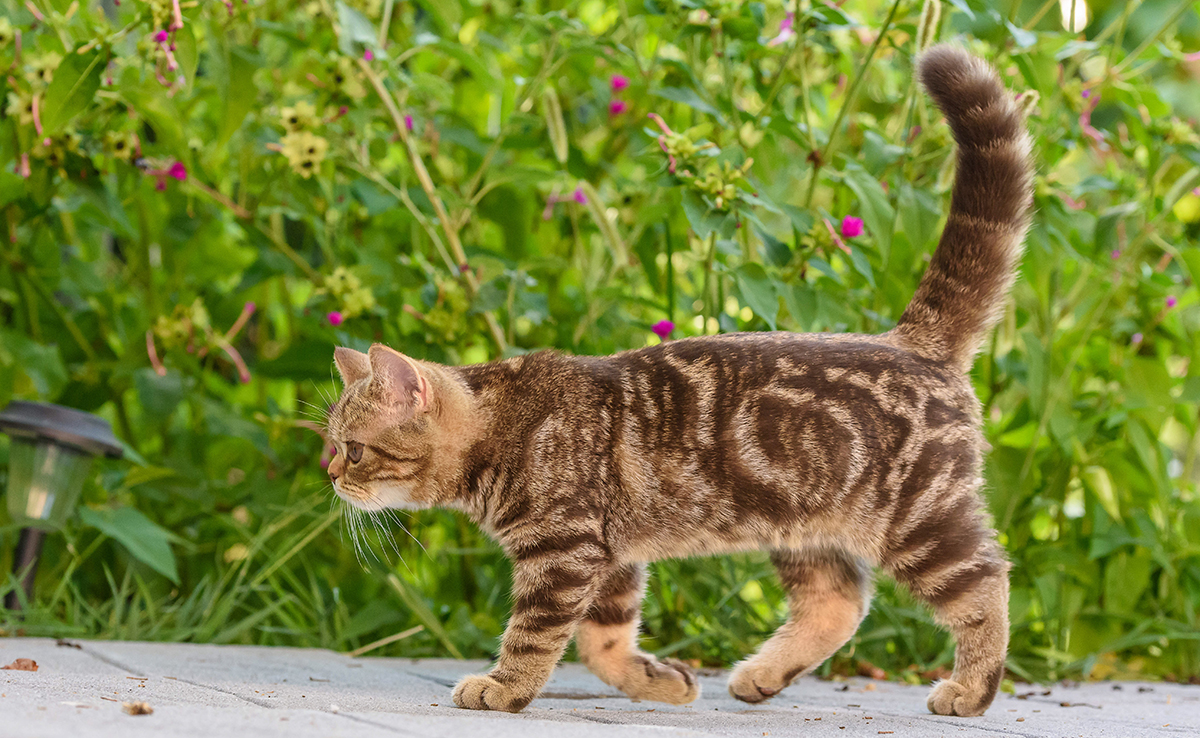 Queue du chat : un véritable langage pour le chat !