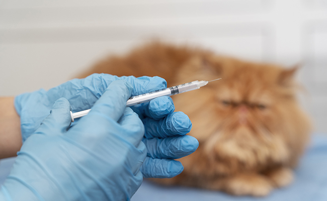 Rappel de vaccin chez le chat : pour quoi, quand, comment ?