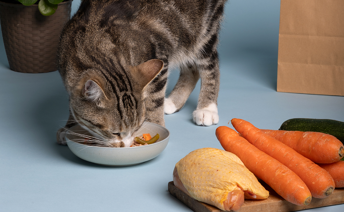 Ration ménagère pour chat : de quoi parle-t-on ? Quelle quantité ?