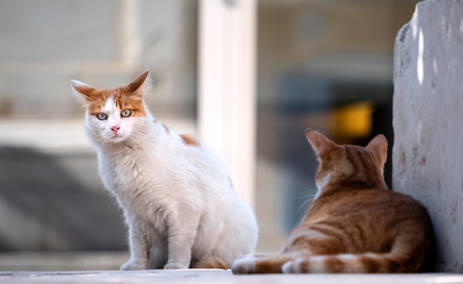 Chat à adopter, pourquoi privilégier les refuges ?