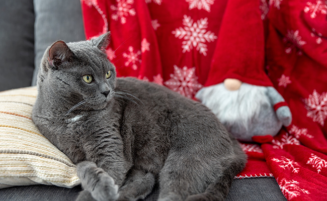 10 idées de repas de Noël pour votre chat